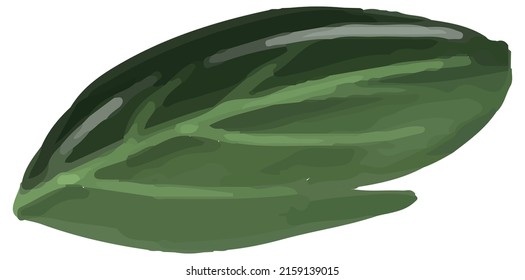 watercolor green leaf isolated on white background