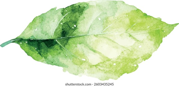 watercolor green leaf on white background
