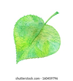 Watercolor green leave vector