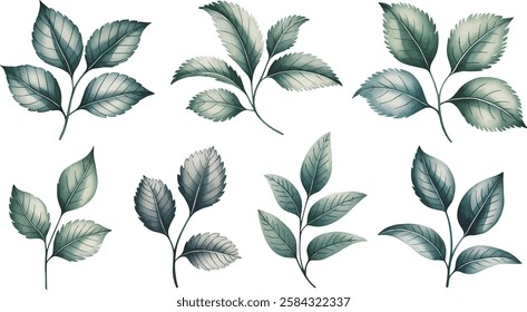 Watercolor green leaves isolated on white background vector illustration set. Green leaves of rose.