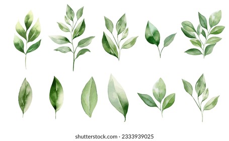 Watercolor green leaves plant clipart collection.  Isolated on white background vector illustration set. 