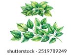 watercolor green leaves vector illustration on white background