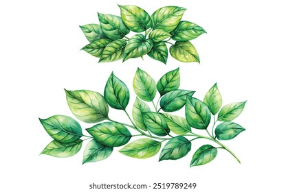 watercolor green leaves vector illustration on white background