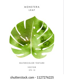 Watercolor green monstera leaf isolated on white background. Tropical exotic plant. Floral design element. Vector illustration eps 10.