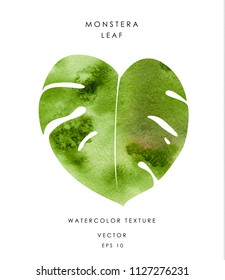 Watercolor green monstera leaf isolated on white background. Tropical exotic plant. Floral design element. Vector illustration eps 10.