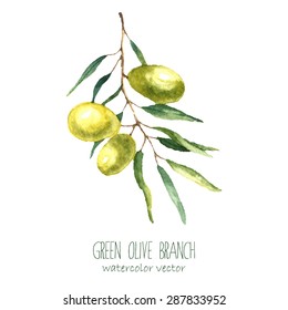 Watercolor green olive branch on white background . Hand drawn isolated natural vector object with place for text. Healthy and natural card design