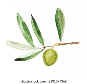 Watercolor green olives on the branches.Hand painted natural design