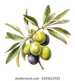 Premium Vector  Olive branch illustration