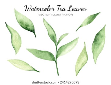 Un juego de hojas de té verde acuarela. Ilustración del vector aislada en fondo blanco