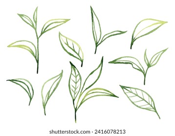 Watercolor Green Tea Leaves Set. Vector illustration isolated on white background