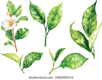 Watercolor Green Tea Leaves Set. Vector illustration isolated on white background