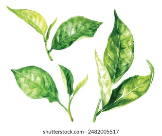 Juego de hojas de té verde acuarela. Ilustración vectorial aislada sobre fondo blanco