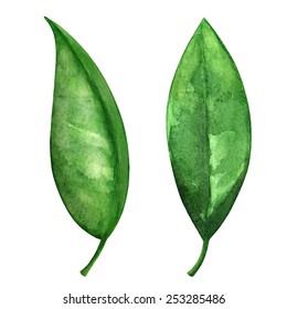 Watercolor green tea leaves set closeup isolated on white background  svg