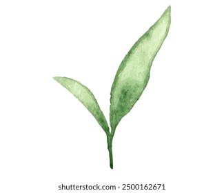 Watercolor Green Tea Leaves. Vector illustration isolated on white background