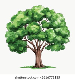 watercolor A green tree illustration