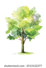 watercolor green tree isolated on white background for landscape and architecture drawing, elements for environment and garden, botanical for section in spring