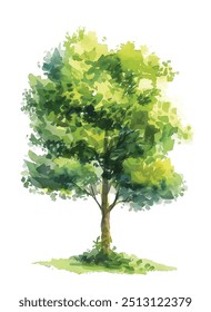 watercolor green tree isolated on white background for landscape and architecture drawing, elements for environment and garden, botanical for section in spring