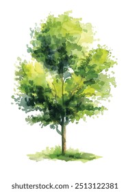 watercolor green tree isolated on white background for landscape and architecture drawing, elements for environment and garden, botanical for section in spring