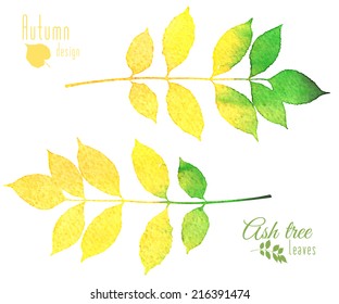 Watercolor green and yellow two autumn leaves of ash-tree on white background. Vector illustration with badges. 