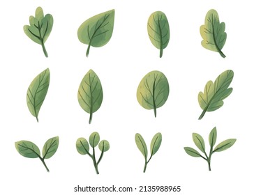 Watercolor greenery leaves floral illustration set. Green leaf illustration clip art isolated in white background.