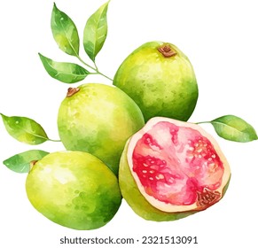 Watercolor Guava Illustration. Hand-drawn fresh food design element isolated on a white background.