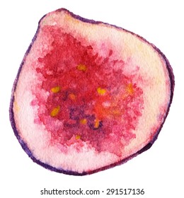 Watercolor half fig exotic fruit isolated vector