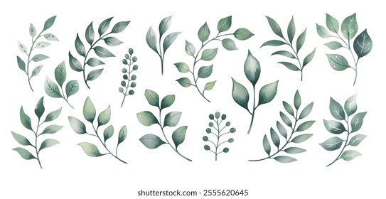 Watercolor hand drawin  leaves vector illustration. Green leaves, green branches collection, eucalyptus, olive leaves.