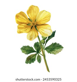 Watercolor hand drawing painting of a Yellow  Primrose flower (Wild flowers) vector format, isolated on a white background, illustration clipart.