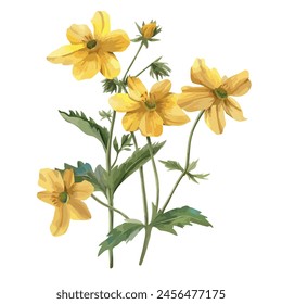 Watercolor hand drawing painting of a Yellow Evening Primrose flower (Wild flowers) vector format, isolated on a white background, illustration clipart