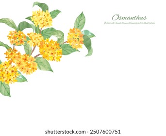 Watercolor hand drawn beautiful osmanthus flower vector illustration decorative material