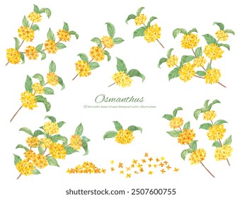 Watercolor hand drawn beautiful osmanthus flower vector illustration decorative material