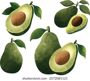 Watercolor hand drawn botanical illustration. Vegetarian fruit. Half avocado Watercolor Avocado, watercolor style, Vector illustration of fruit green avocado