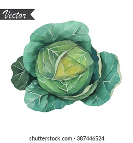 Watercolor hand drawn cabbage vector illustration.