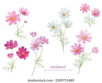 Marco de Ilustración vectorial de flores de cosmos dibujado a mano de acuarela