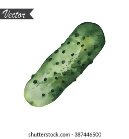 Watercolor hand drawn cucumber vector illustration.