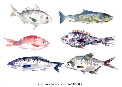 Watercolor hand drawn fishes collection isolated on white background. Vector sea food fish set. Menu cover, journal, magazine, recipe book article.