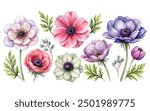 Watercolor hand drawn floral set of anemones, Flowers with leaves illustration isolated on white background, Watercolor hand drawn boho floral set of anemones