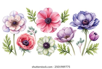 Watercolor hand drawn floral set of anemones, Flowers with leaves illustration isolated on white background, Watercolor hand drawn boho floral set of anemones