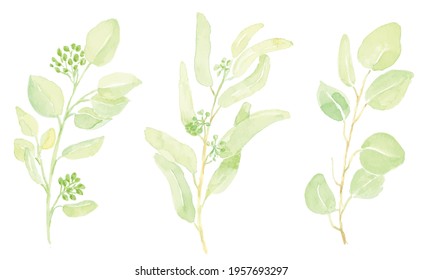 watercolor hand drawn green seeded eucalyptus leaf branch element collection