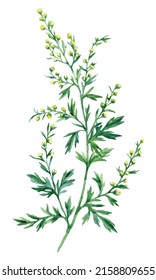 Ilustración de acuarela dibujada a mano Absinthe herb aislado en fondo blanco. Planta medicamentosa Artemisia absinthium