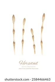 
Watercolor hand drawn illustration of horsetail and horsetail