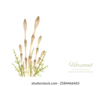 
Watercolor hand drawn illustration of horsetail and horsetail