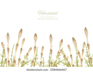 
Watercolor hand drawn illustration of horsetail and horsetail