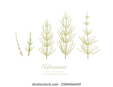 
Watercolor hand drawn illustration of horsetail and horsetail