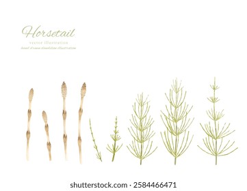 
Watercolor hand drawn illustration of horsetail and horsetail