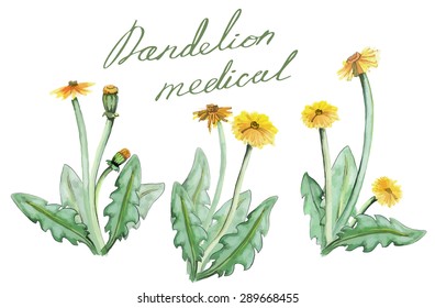 Watercolor hand drawn illustration. Vector Herbal set. Dandelion medical