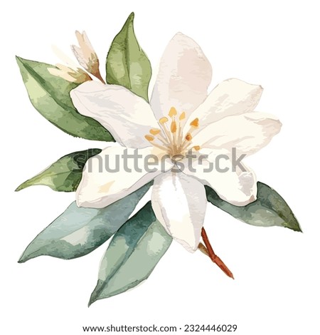 Watercolor Hand drawn leaves and white orange tree flowers isolated on black background. Citrus aurantium. vector