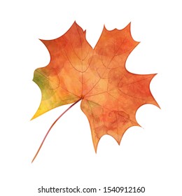 Watercolor hand drawn maple autumn leaf. Isolated on white background. Hand drawn illustration vector.