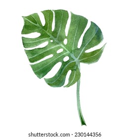 watercolor  hand drawn monstera leaf