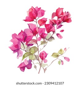Watercolor hand drawn pink bougainvillea flower. Can be used as print, postcard, package design, invitation, greeting card, textile, stickers. svg